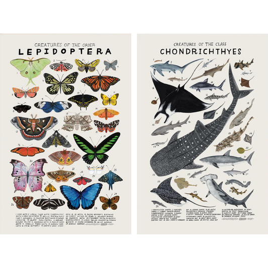 Nature Chronicle Poster