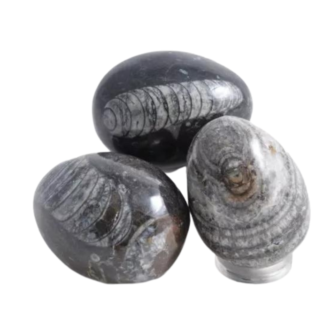 Fossil Nautiloid Egg