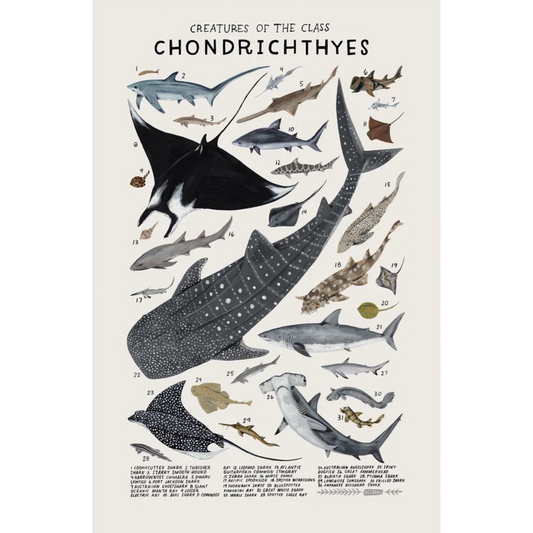 Nature Chronicle Poster