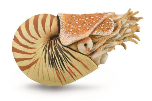 CollectA | Nautilus Pompilius Figurine