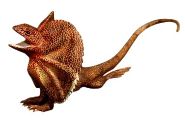 Frilled neck lizard large replica